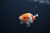 Baby Ranchu  Calico 2.5 Inch (ID#1220R9c-26) Free2Day SHIPPING