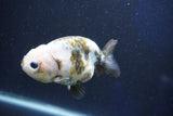 Milk Cow Ranchu  Calico 4 Inch (ID#1022R9a-67) Free2Day SHIPPING