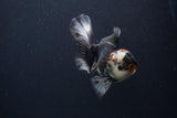 Juvenile Thai Oranda  Tricolor 4.5 Inch (ID#1227To13b-81) Free2Day SHIPPING