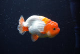 Juvenile Lionchu  Red White 3.5 Inch (ID#224R11b-11) Free2Day SHIPPING