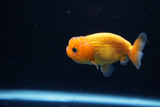 Ranchu  Red 2.5 Inch (ID#1210R1c-2) Free2Day SHIPPING