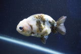 Milk Cow Ranchu  Calico 4 Inch (ID#1022R9a-67) Free2Day SHIPPING