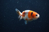 Baby Ranchu  Calico 2.5 Inch (ID#1220R9c-26) Free2Day SHIPPING