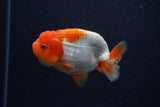 Juvenile Lionchu  Red White 3.5 Inch (ID#224R11b-11) Free2Day SHIPPING