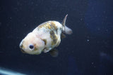 Milk Cow Ranchu  Calico 4 Inch (ID#1022R9a-67) Free2Day SHIPPING