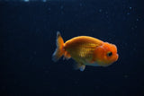 Ranchu  Red 2.5 Inch (ID#1210R1c-2) Free2Day SHIPPING