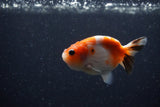 Baby Ranchu  Calico 2.5 Inch (ID#1220R9c-26) Free2Day SHIPPING