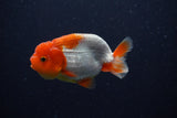 Juvenile Lionchu  Red White 3.5 Inch (ID#224R11b-11) Free2Day SHIPPING