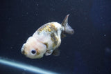 Milk Cow Ranchu  Calico 4 Inch (ID#1022R9a-67) Free2Day SHIPPING