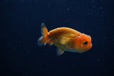 Ranchu  Red 2.5 Inch (ID#1210R1c-2) Free2Day SHIPPING