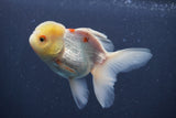 Juvenile Thai Oranda Lemon Head Red White 4.5 Inch (ID#906To13bpt6-41) Free2Day SHIPPING