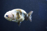 Milk Cow Ranchu  Calico 4 Inch (ID#1022R9a-67) Free2Day SHIPPING