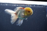 Juvenile Thai Oranda Lemon Head Red White 4.5 Inch (ID#906To13bpt6-41) Free2Day SHIPPING