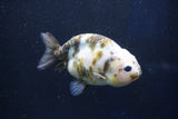 Milk Cow Ranchu  Calico 4 Inch (ID#1022R9a-67) Free2Day SHIPPING