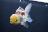 Juvenile Thai Oranda Lemon Head Red White 4.5 Inch (ID#906To13bpt6-41) Free2Day SHIPPING