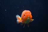 Juvenile Lionchu  Red White 3.5 Inch (ID#224R11a-12) Free2Day SHIPPING