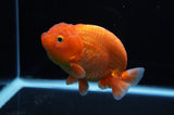 Lionchu  Red White 4.5 Inch (ID#307R12b-86) Free2Day SHIPPING