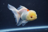 Juvenile Thai Oranda Lemon Head Red White 4.5 Inch (ID#906To13bpt6-41) Free2Day SHIPPING