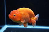 Lionchu  Red White 4.5 Inch (ID#307R12b-86) Free2Day SHIPPING