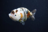 Milk Cow Ranchu  Calico 3.5 Inch (ID#1022R9a-68) Free2Day SHIPPING