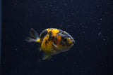 Baby Ranchu  Calico 2.5 Inch (ID#1220R9c-27) Free2Day SHIPPING