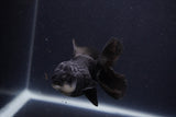 Juvenile Thai Oranda  Panda 3.5 Inch (ID#1227To13b-82) Free2Day SHIPPING