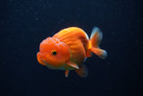 Juvenile Lionchu  Red White 3.5 Inch (ID#224R11a-12) Free2Day SHIPPING
