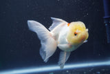 Juvenile Thai Oranda Lemon Head Red White 4.5 Inch (ID#906To13bpt6-41) Free2Day SHIPPING