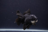 Juvenile Thai Oranda  Panda 3.5 Inch (ID#1227To13b-82) Free2Day SHIPPING