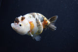 Milk Cow Ranchu  Calico 3.5 Inch (ID#1022R9a-68) Free2Day SHIPPING