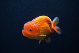 Juvenile Lionchu  Red White 3.5 Inch (ID#224R11a-12) Free2Day SHIPPING