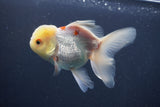 Juvenile Thai Oranda Lemon Head Red White 4.5 Inch (ID#906To13bpt6-41) Free2Day SHIPPING