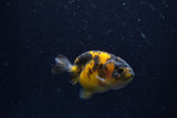 Baby Ranchu  Calico 2.5 Inch (ID#1220R9c-27) Free2Day SHIPPING