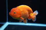 Lionchu  Red White 4.5 Inch (ID#307R12b-86) Free2Day SHIPPING