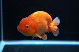 Lionchu  Red White 4.5 Inch (ID#307R12b-86) Free2Day SHIPPING