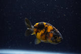 Baby Ranchu  Calico 2.5 Inch (ID#1220R9c-27) Free2Day SHIPPING