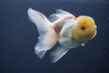 Juvenile Thai Oranda Lemon Head Red White 4.5 Inch (ID#906To13bpt6-41) Free2Day SHIPPING