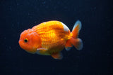 Juvenile Lionchu  Red White 3.5 Inch (ID#224R11a-12) Free2Day SHIPPING