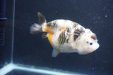 Milk Cow Ranchu  Calico 3.5 Inch (ID#1022R9a-68) Free2Day SHIPPING