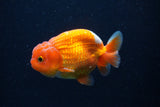 Juvenile Lionchu  Red White 3.5 Inch (ID#224R11a-12) Free2Day SHIPPING