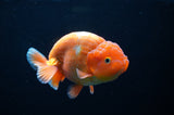 Lionchu  Red White 4.5 Inch (ID#307R12b-86) Free2Day SHIPPING