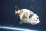 Milk Cow Ranchu  Calico 3.5 Inch (ID#1022R9a-68) Free2Day SHIPPING