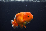 Juvenile Lionchu  Red White 3.5 Inch (ID#224R11a-12) Free2Day SHIPPING