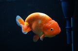 Lionchu  Red White 4.5 Inch (ID#307R12b-86) Free2Day SHIPPING