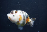 Milk Cow Ranchu  Calico 3.5 Inch (ID#1022R9a-68) Free2Day SHIPPING