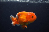 Juvenile Lionchu  Red White 3.5 Inch (ID#224R11a-12) Free2Day SHIPPING