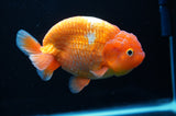 Lionchu  Red White 4.5 Inch (ID#307R12b-86) Free2Day SHIPPING