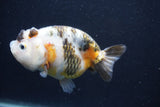 Milk Cow Ranchu  Calico 3.5 Inch (ID#1022R9a-68) Free2Day SHIPPING