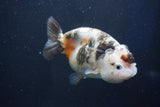 Milk Cow Ranchu  Calico 3.5 Inch (ID#1022R9a-68) Free2Day SHIPPING