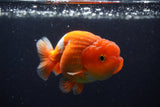 Juvenile Lionchu  Red White 3.5 Inch (ID#224R11a-12) Free2Day SHIPPING